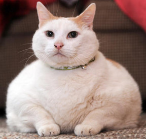 Large